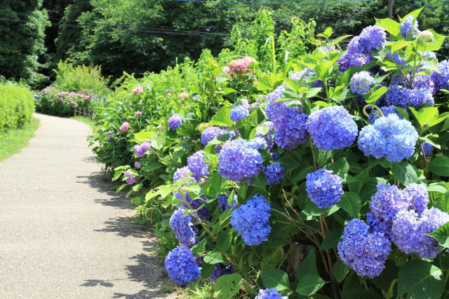泉の森【大和市】